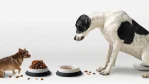 Ako si vybrať správne jedlo pre domáce zvieratá: Popis, Foto